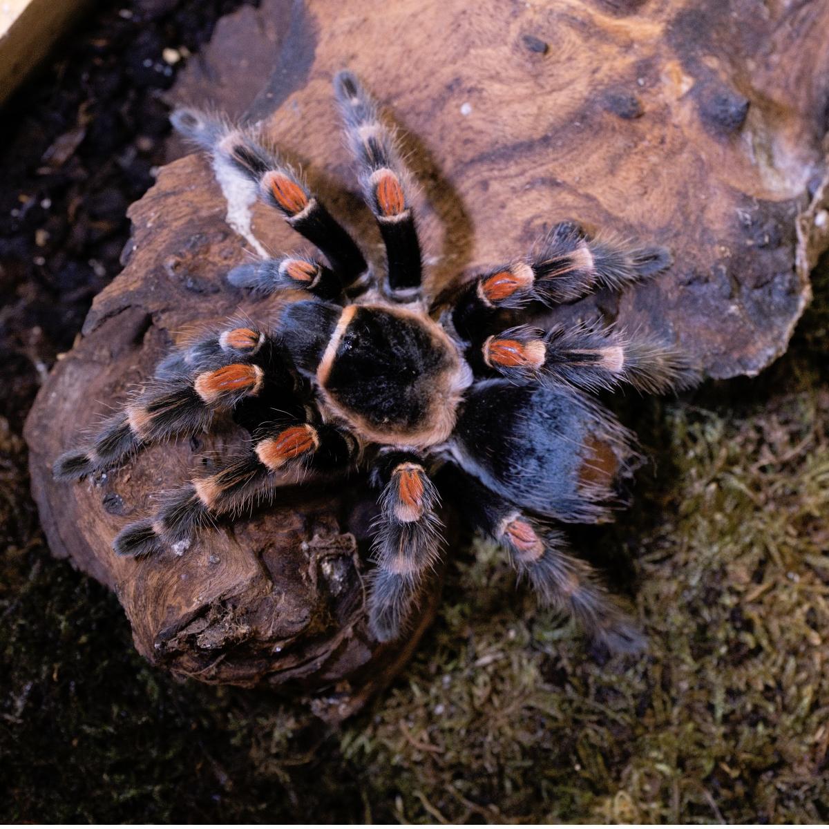Brachypelma auratum 1